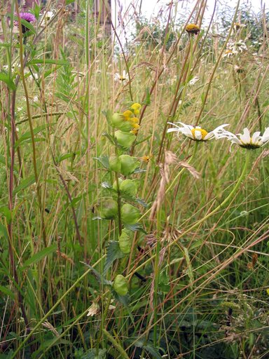 Yellow Rattle Amidst Grasses